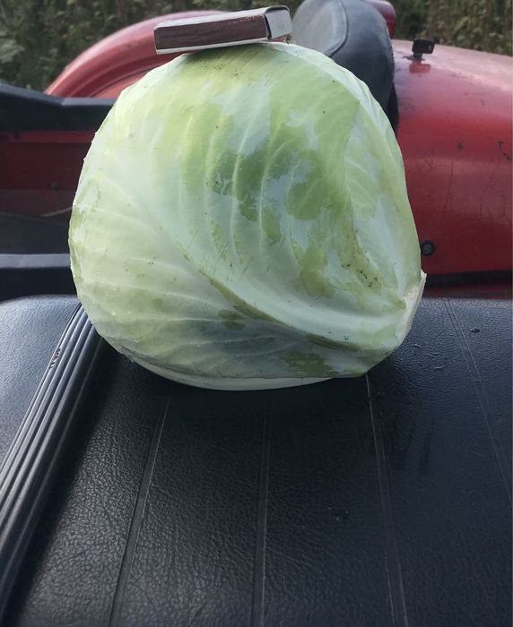Продам капусту (анкома)