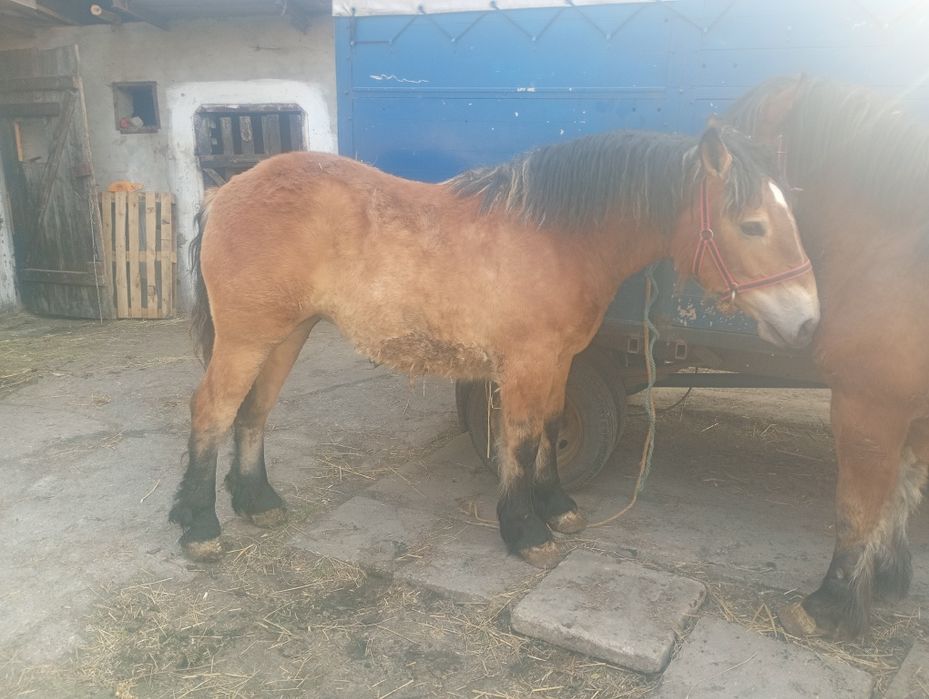 Źrebice zimnokrwiste