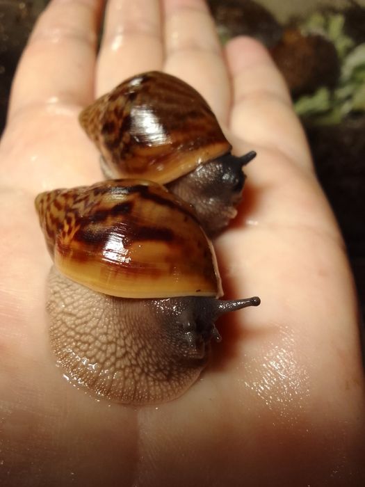 ЦЕНА СНИЖЕНА! Ахатины разные Акция