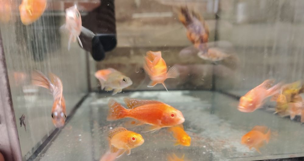 MISIEKZOO Pyszczaki Aulonocara Strawberry Red tylko 15 zł