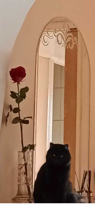 Чорнобура пухнаста кицюня Лабубу , метиска нібелунга