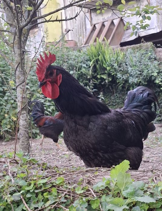 Ovos galados de jersey gigante azul, jersey gigante negra e leghorn