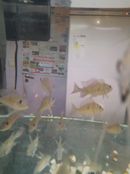 Ziemiojad geophagus  sveni 8-10cm