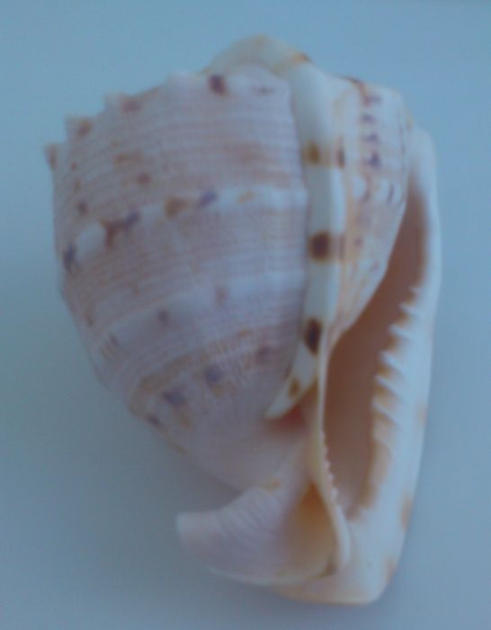 Ракушка большая Рогатый Касис