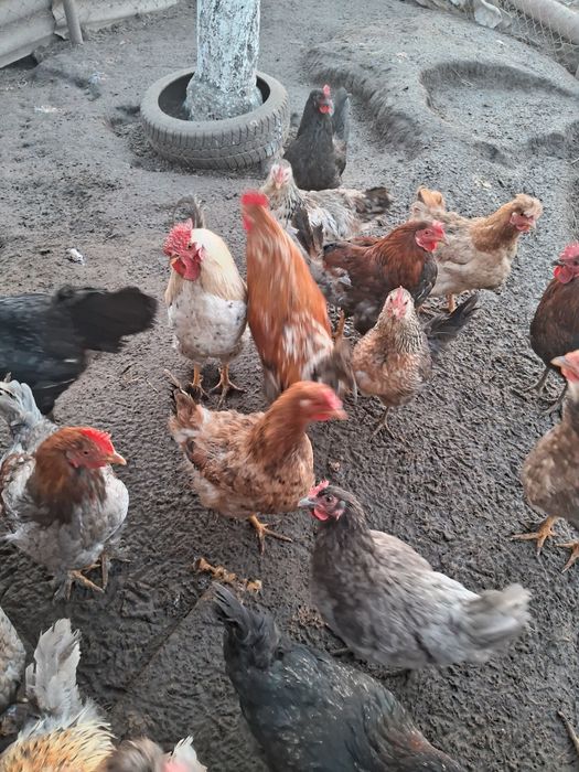 Продам домашні інкубаційні яйця