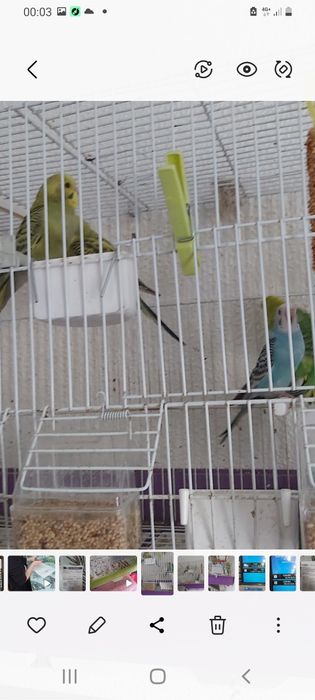 Vendo Periquitos Novos pelo valor unitário de 7,50 €