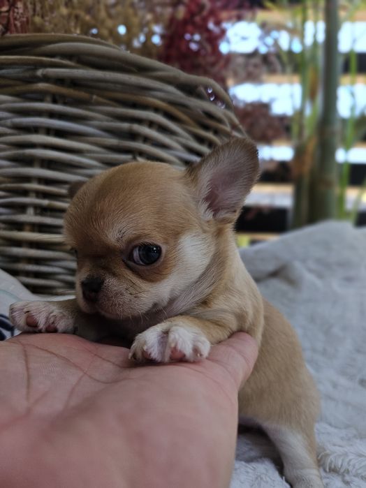Chihuahua dziewczynka śliczna dostępna