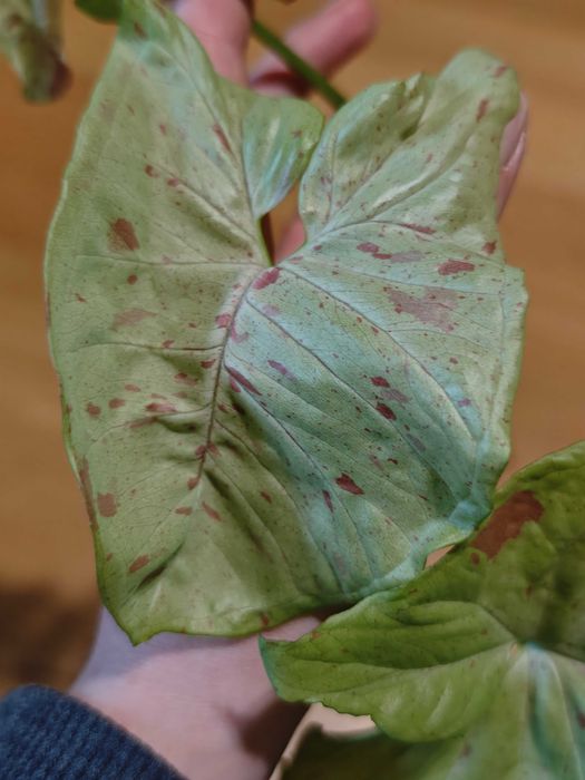 Syngonium Milk Confetti