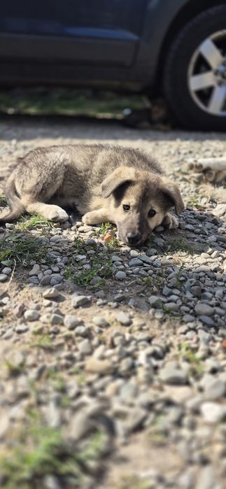 Цуценята мама  західносибірська лайка
