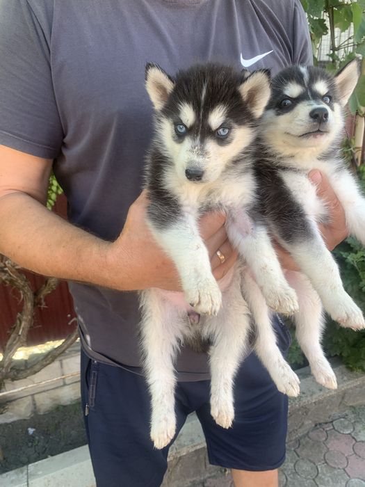 Продам щенят Хаскі