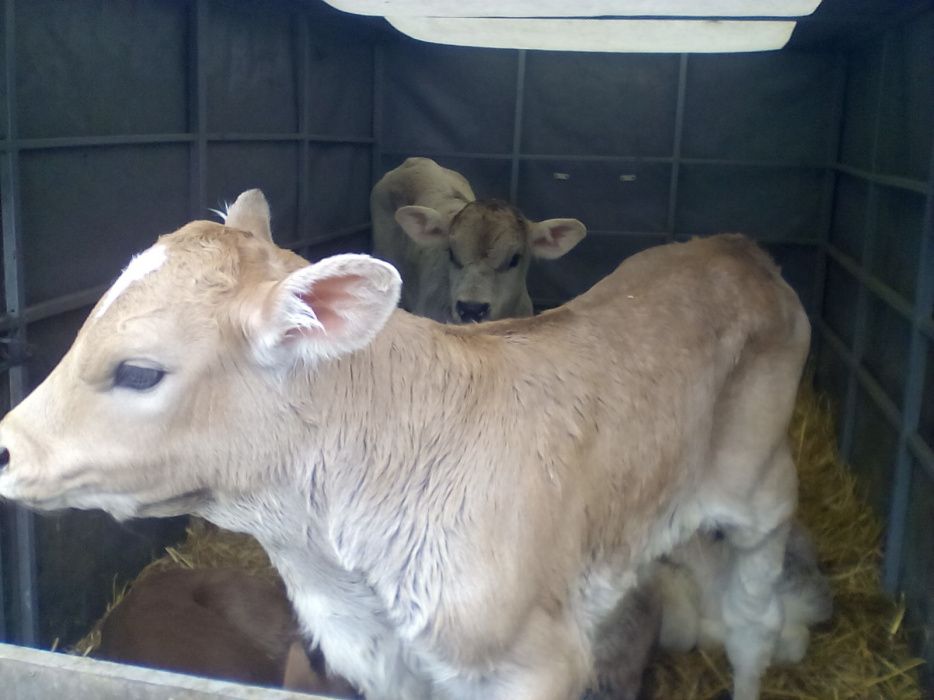 Продам телят. Молочные телята Сементал Швиц