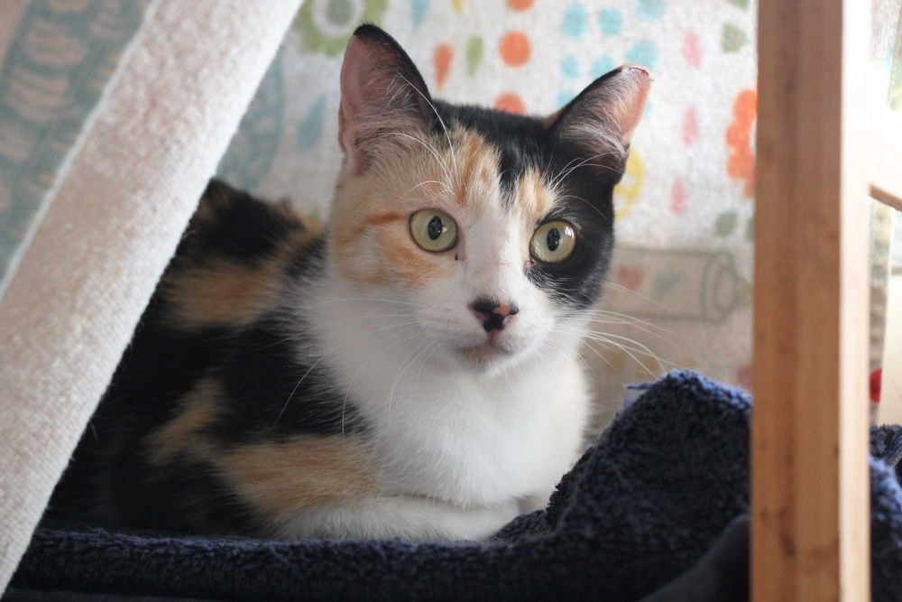 ESTERILIZADA | Gata jovem disponível para adoção responsável