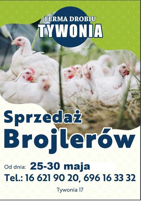 Kurczaki/ Kury/ Brojlery