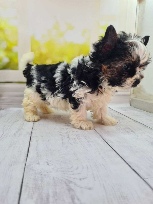 Шикарні бівер йорки КСУ.Якісні цуценята з відмінними породними даними