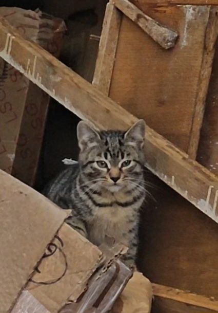 Кошенята в добрі руки