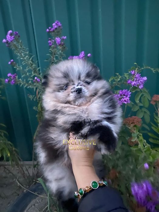 Exclusive Merle Teddy Bear Pomeranian