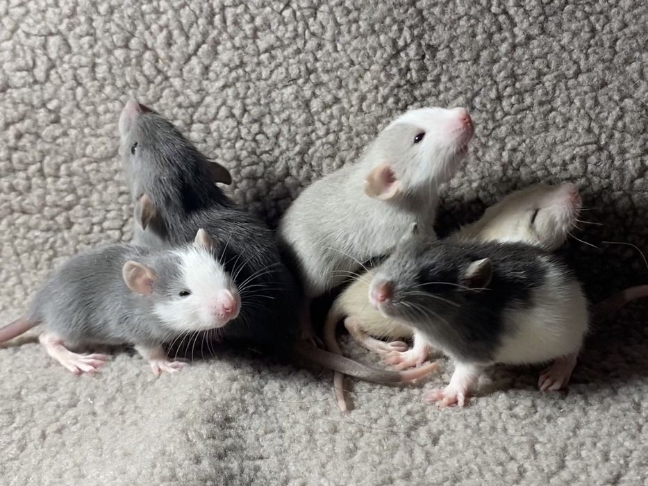 Криси дамбо ручні