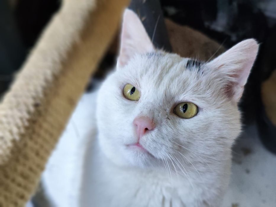 Yoko rozgląda się za domem