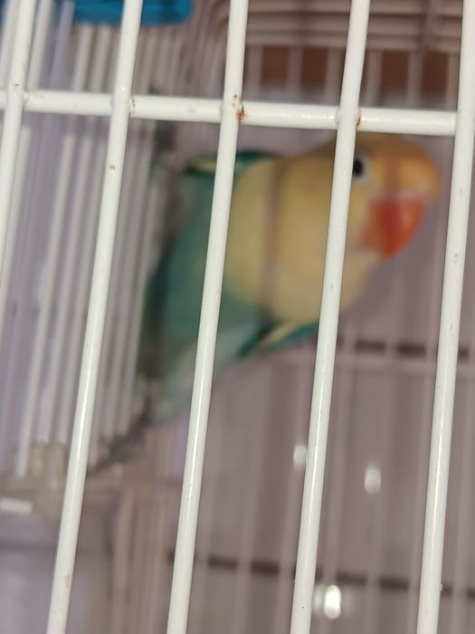 Troco por outras aves