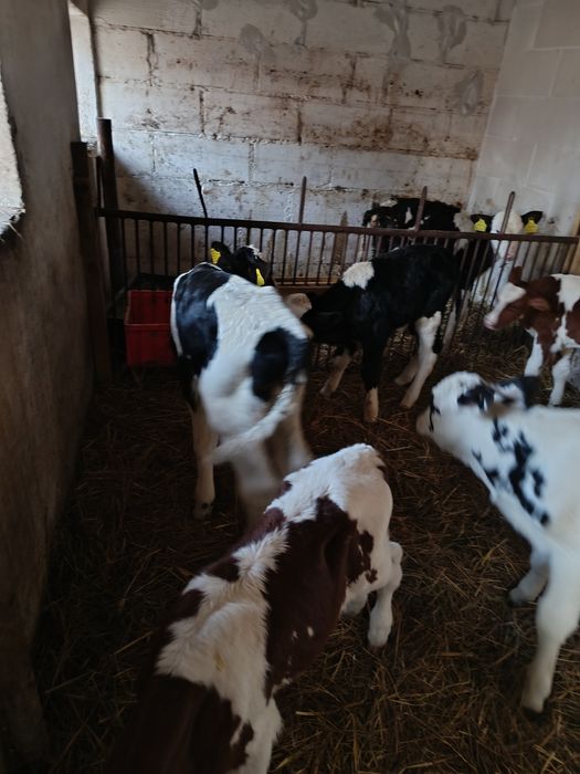 Witam sprzedam 7 byczków