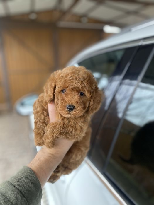 Красиві цуценята мальтіпу (мальтипу)