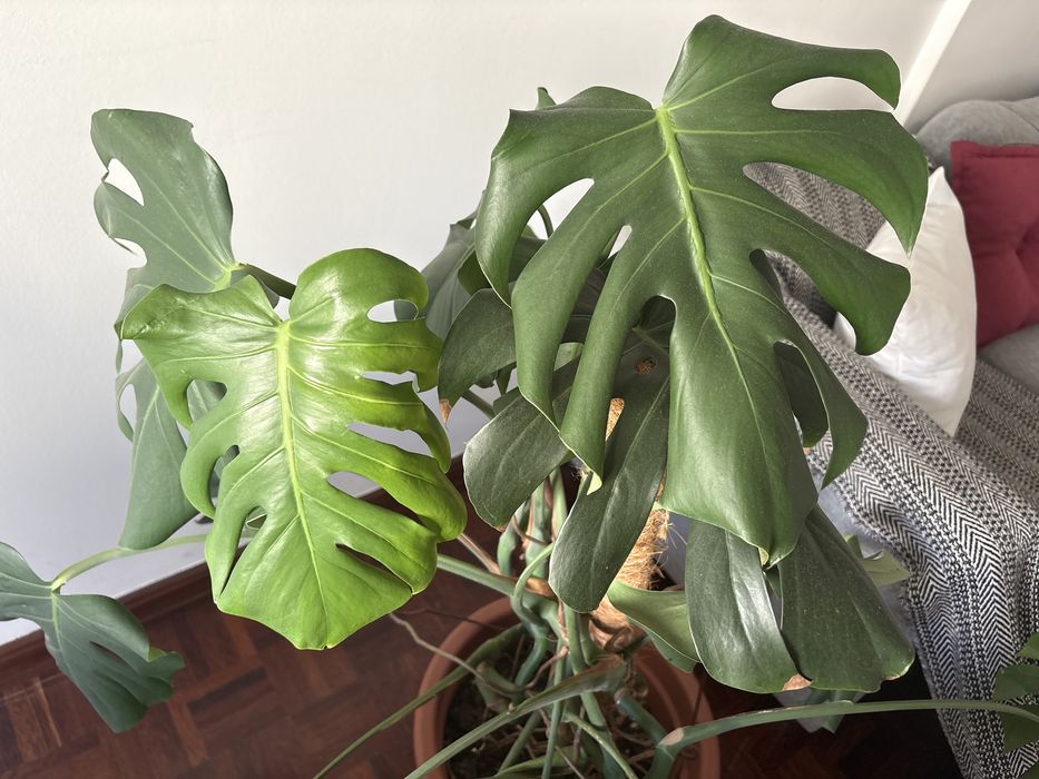 Monstera deliciosa (8 anos) – planta grande e saudável