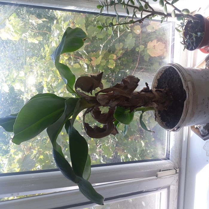 Продам банан комнатный киевский супер карлик плодоносящий