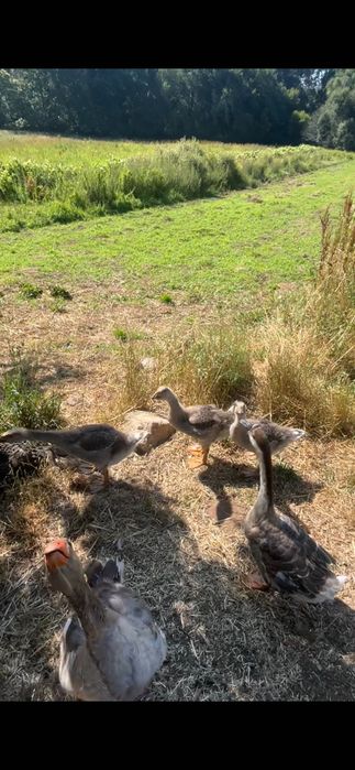 gansos jovens (cruzamento Ganso Chinese x Toulouse)