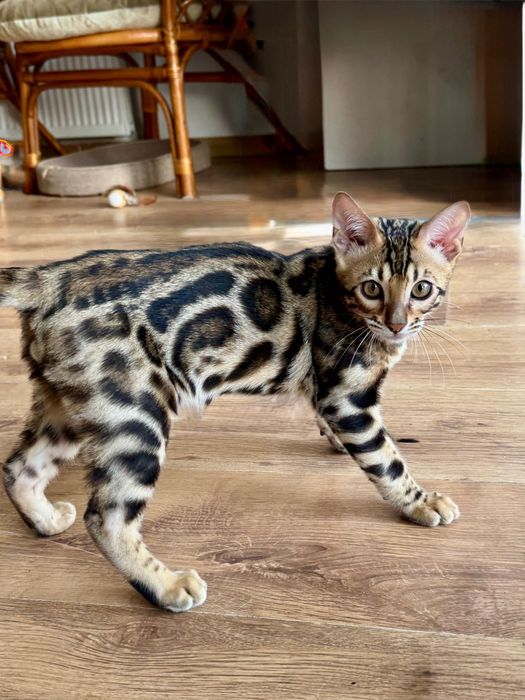 Kocurek Bengalski FPL/FIFe Super charakter