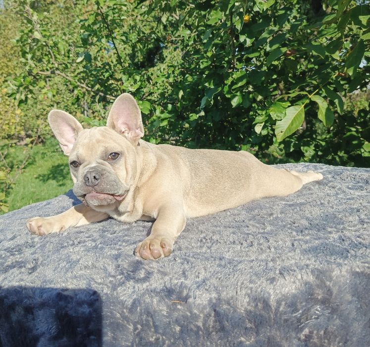 Buldog francuski blue fawn