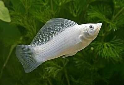 Molinezja żaglopłetwa srebrna - XL - Poecilia velifera - dowóz