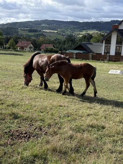 Sprzedam ogierka z obustronnym pochodzeniem.