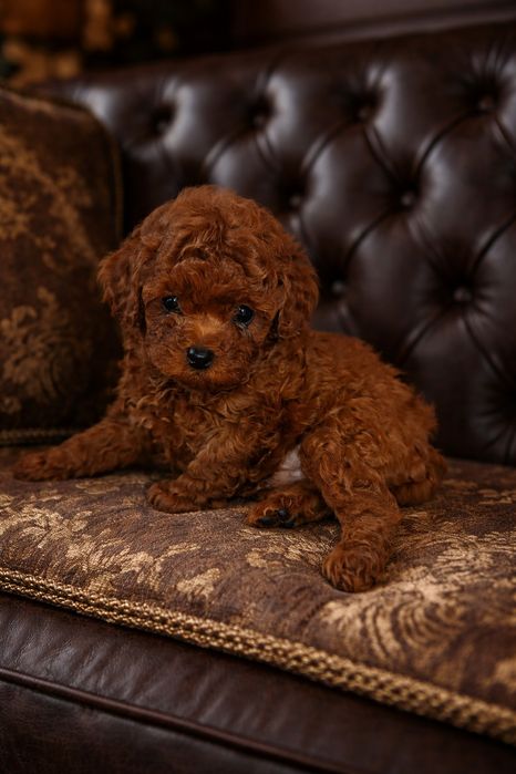 Гарний, енергійний той пудель