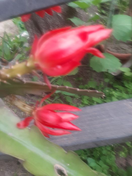 Кімнатні вазони пеларгонії