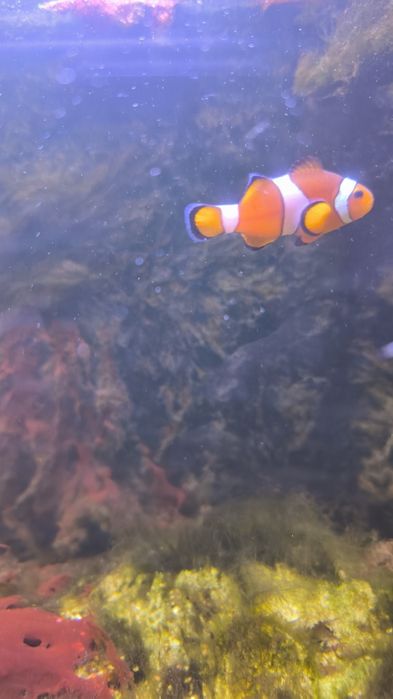 Tenho estes três peixes para despachar