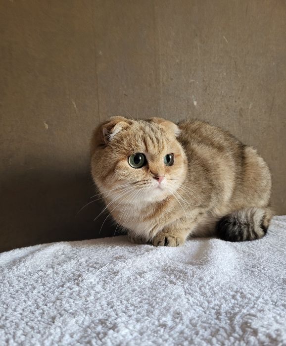 Висловушки, скоттішфолд