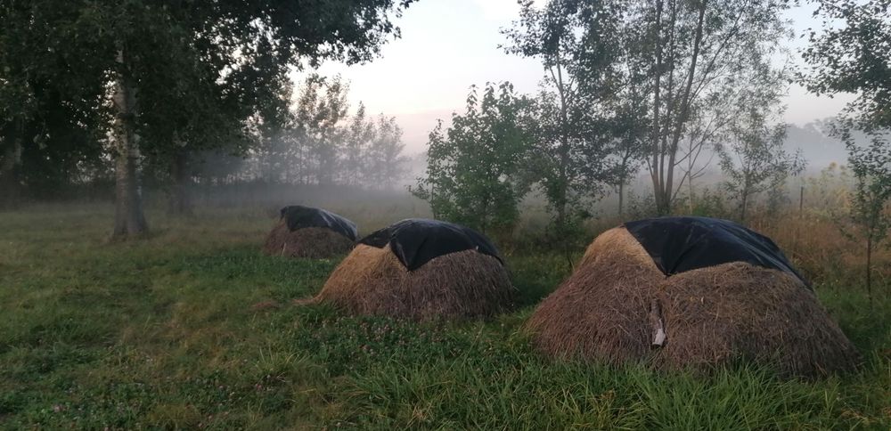 Сіно в селі Любарці Бориспільського району