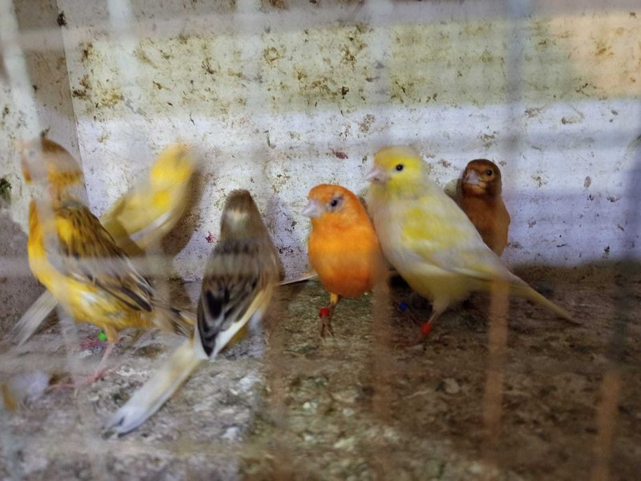 Sprzedam papugi zeberka