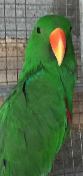 Papagaios Ecletus F e M