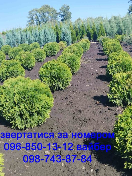 Туї, ялівець, дерен, бірючина, хакуро нішікі