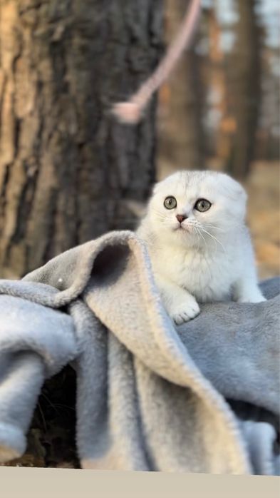 Срібляста висл срібна дівчинка шиншила киця шотландська породиста