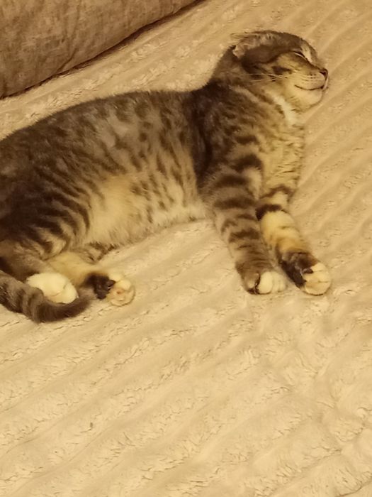 Котик кастрований в добрі руки