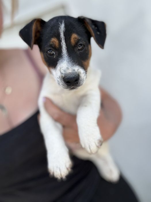 Jack russell terrier