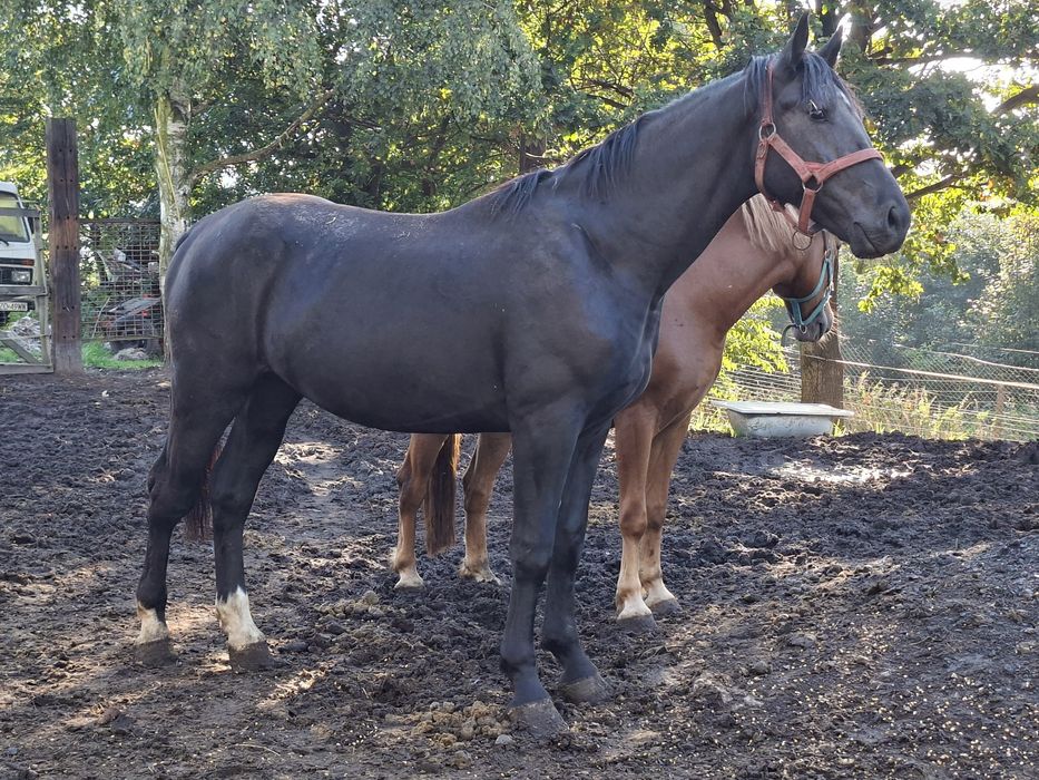 Ogier  slaski  2lata ok 164cm