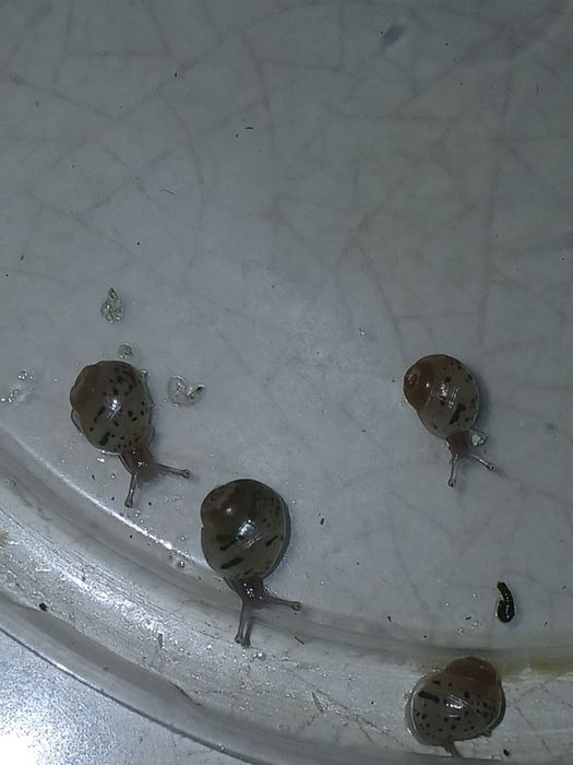 Ахатина Фулика стандарт