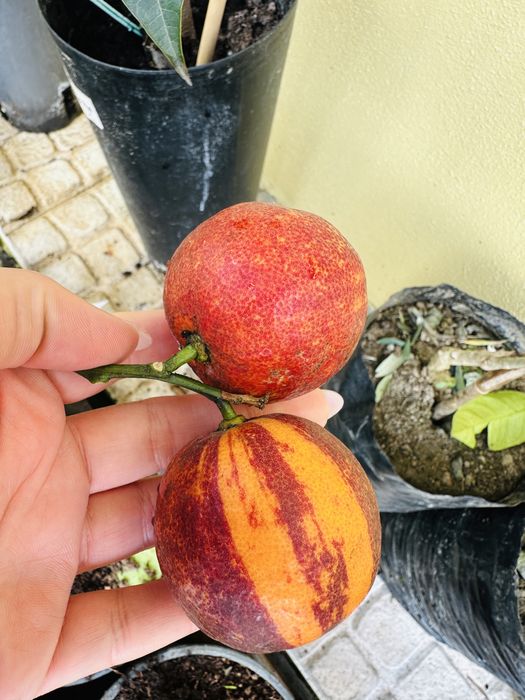 Raro Laranjeira Alcobal Arco-iris - Muito doce