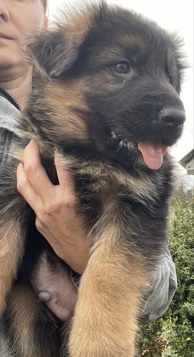 Німецька вівчарка  3 міс