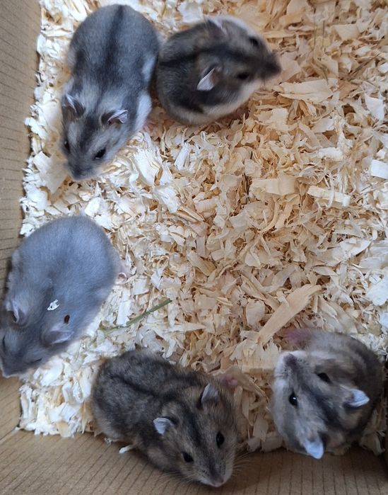 Chomiki dżungarskie.