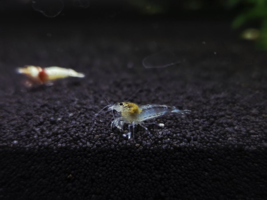Krewetka caridina white bee/ ghost