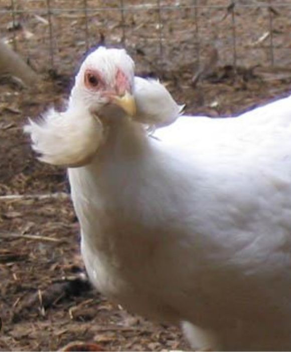 Kury Kura Rosy naturalne ekologiczne kury pisklaki araucany kury arauc